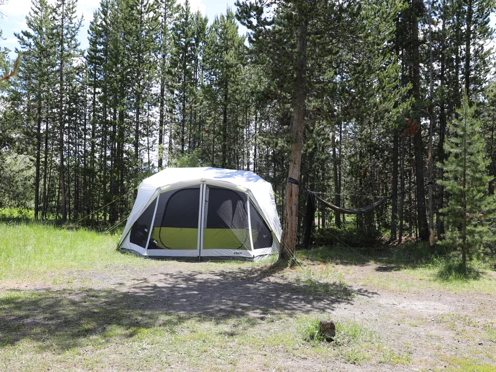A large tent pitched among pine trees at a national-forest campsite